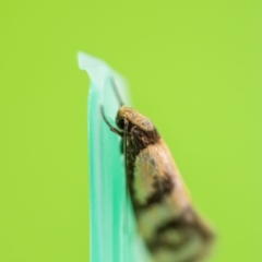 Olbonoma triptycha (Chezela Group) at Jerrabomberra, NSW - 2 Feb 2023 by MarkT
