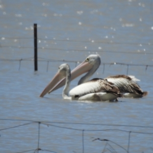 Pelecanus conspicillatus at Lake George, NSW - 31 Jan 2023