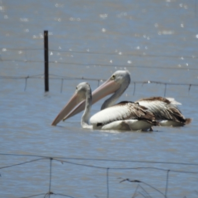 Pelecanus conspicillatus (Australian Pelican) at QPRC LGA - 31 Jan 2023 by GlossyGal