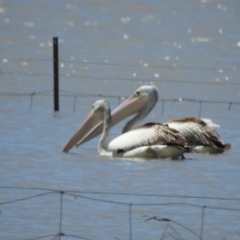 Pelecanus conspicillatus (Australian Pelican) at Lake George, NSW - 31 Jan 2023 by GlossyGal