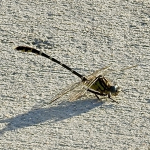 Hemigomphus heteroclytus at Queanbeyan, NSW - 31 Jan 2023