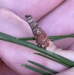 Lepidoscia (genus) IMMATURE (Unidentified Cone Case Moth larva, pupa, or case) at Nicholls, ACT - 3 Feb 2023 by Hejor1