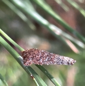 Conoeca or Lepidoscia (genera) IMMATURE at Nicholls, ACT - 3 Feb 2023 05:15 PM