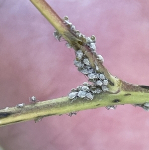 Brevicoryne brassicae at Nicholls, ACT - 3 Feb 2023 05:18 PM