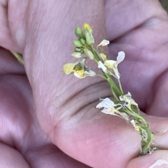 Brevicoryne brassicae at Nicholls, ACT - 3 Feb 2023