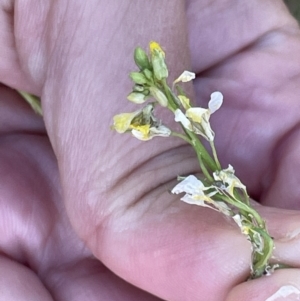 Brevicoryne brassicae at Nicholls, ACT - 3 Feb 2023 05:18 PM