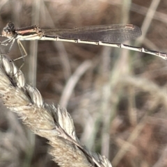 Austrolestes analis (Slender Ringtail) at Nicholls, ACT - 3 Feb 2023 by Hejor1