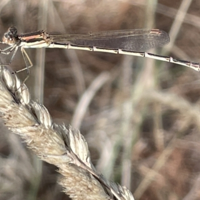 Austrolestes analis (Slender Ringtail) at Nicholls, ACT - 3 Feb 2023 by Hejor1