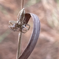 Runcinia acuminata at Nicholls, ACT - 3 Feb 2023