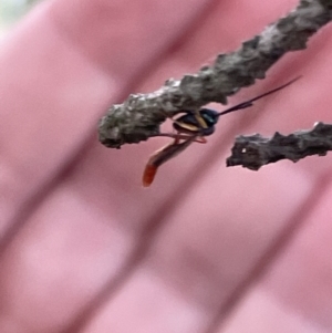 Ichneumonidae (family) at Nicholls, ACT - 3 Feb 2023 05:30 PM