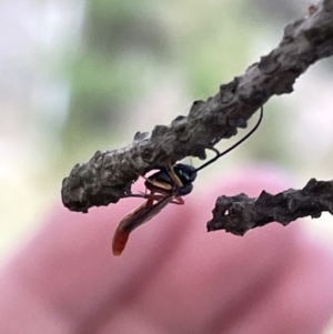 Ichneumonidae (family) at Nicholls, ACT - 3 Feb 2023 05:30 PM