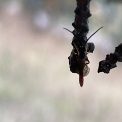 Ichneumonidae (family) at Nicholls, ACT - 3 Feb 2023 05:30 PM