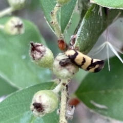 Olbonoma triptycha (Chezela Group) at Nicholls, ACT - 3 Feb 2023 by Hejor1