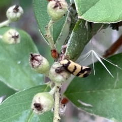 Olbonoma triptycha at Nicholls, ACT - 3 Feb 2023