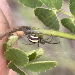 Deliochus zelivira (Messy Leaf Curling Spider) at Nicholls, ACT - 3 Feb 2023 by Hejor1