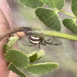 Deliochus zelivira at Nicholls, ACT - 3 Feb 2023 05:39 PM