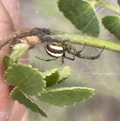 Deliochus zelivira at Nicholls, ACT - 3 Feb 2023 05:39 PM