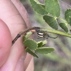 Deliochus zelivira at Nicholls, ACT - 3 Feb 2023 05:39 PM