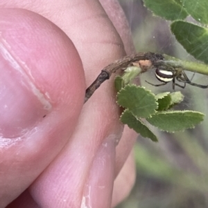 Deliochus zelivira at Nicholls, ACT - 3 Feb 2023 05:39 PM