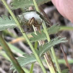 Oxyopes (genus) (Lynx spider) at Nicholls, ACT - 3 Feb 2023 by Hejor1