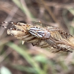 Plebs bradleyi (Enamelled spider) at Nicholls, ACT - 3 Feb 2023 by Hejor1