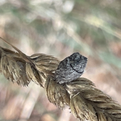 Cryptocephalinae (sub-family) (A case-bearing leaf beetle) at Nicholls, ACT - 3 Feb 2023 by Hejor1