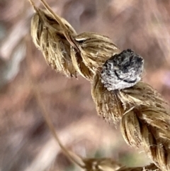 Cryptocephalinae (sub-family) at Nicholls, ACT - 3 Feb 2023 05:51 PM