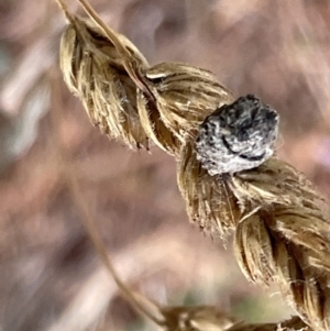 Cryptocephalinae (sub-family) at Nicholls, ACT - 3 Feb 2023 05:51 PM