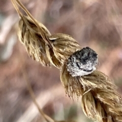 Cryptocephalinae (sub-family) at Nicholls, ACT - 3 Feb 2023 05:51 PM