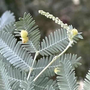 Austroacacidiplosis botrycephalae at Nicholls, ACT - 3 Feb 2023