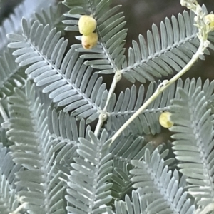 Austroacacidiplosis botrycephalae at Nicholls, ACT - 3 Feb 2023