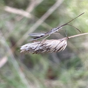 Mutusca brevicornis at Nicholls, ACT - 3 Feb 2023