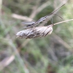 Mutusca brevicornis at Nicholls, ACT - 3 Feb 2023 06:01 PM