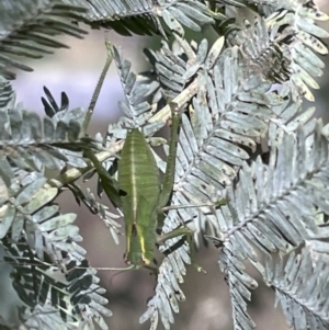 Caedicia simplex at Nicholls, ACT - 3 Feb 2023