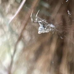 Philoponella congregabilis (Social house spider) at Nicholls, ACT - 3 Feb 2023 by Hejor1
