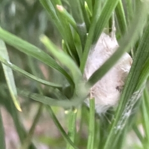 Unidentified at suppressed - 3 Feb 2023