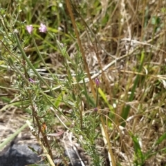 Epilobium billardiereanum subsp. cinereum (Hairy Willow Herb) at Fadden, ACT - 2 Feb 2023 by KumikoCallaway