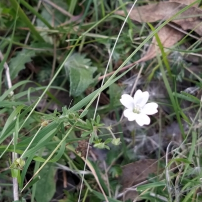 Geranium sp. (Geranium) at Wanniassa Hill - 2 Feb 2023 by KumikoCallaway