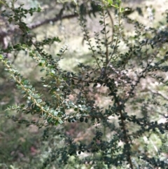 Bursaria spinosa subsp. lasiophylla (Australian Blackthorn) at Wanniassa Hill - 2 Feb 2023 by KumikoCallaway
