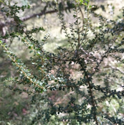 Bursaria spinosa subsp. lasiophylla (Australian Blackthorn) at Fadden, ACT - 2 Feb 2023 by KumikoCallaway