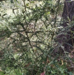 Bursaria spinosa subsp. lasiophylla at Fadden, ACT - 2 Feb 2023