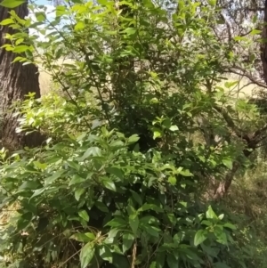 Viburnum tinus at Fadden, ACT - 2 Feb 2023