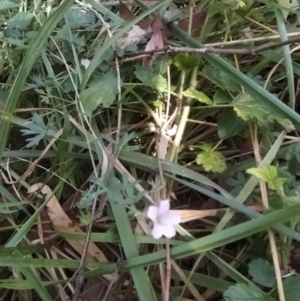 Geranium sp. at Fadden, ACT - 2 Feb 2023 03:50 PM