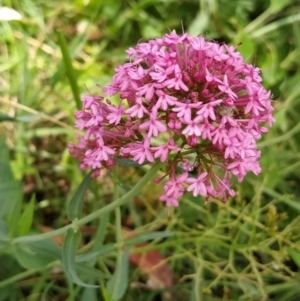 Centranthus ruber at Fadden, ACT - 2 Feb 2023