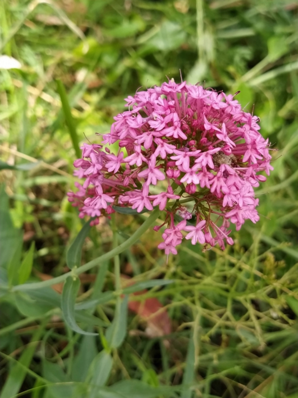 Centranthus ruber at Fadden, ACT - 2 Feb 2023