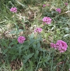 Centranthus ruber at Fadden, ACT - 2 Feb 2023