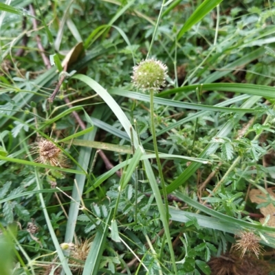 Acaena novae-zelandiae (Bidgee Widgee) at Wanniassa Hill - 2 Feb 2023 by KumikoCallaway