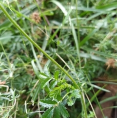 Acaena novae-zelandiae at Fadden, ACT - 2 Feb 2023