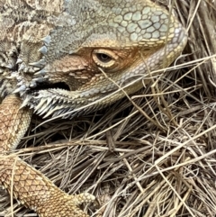 Pogona barbata (Eastern Bearded Dragon) at Hughes Grassy Woodland - 3 Feb 2023 by KL