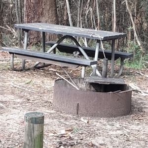 Rhipidura albiscapa at Coree, ACT - 3 Feb 2023